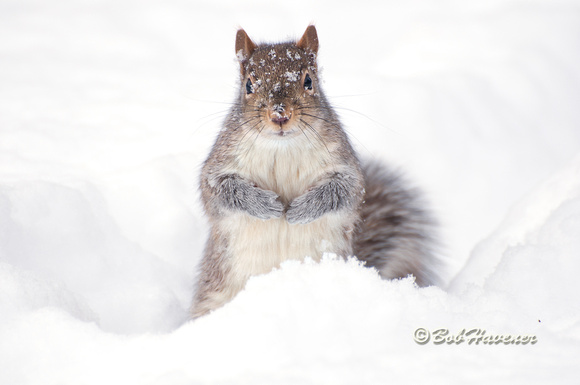 Gray squirrel, winter
