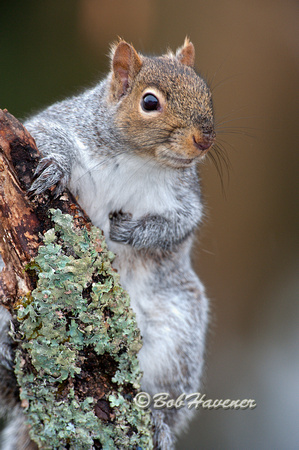 Gray Squirrel, portrait-2