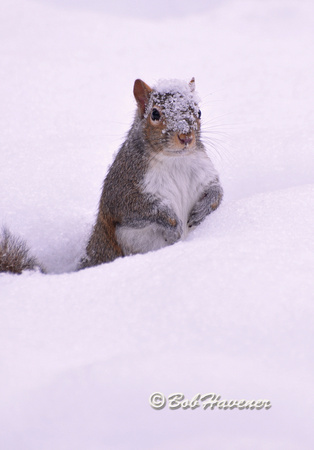 Gray Squirrel - winter