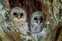 Barred Owlets