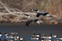 Canada Geese, joining the flock
