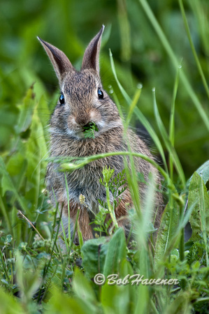 Cottontail Rabbit with a mouthfull