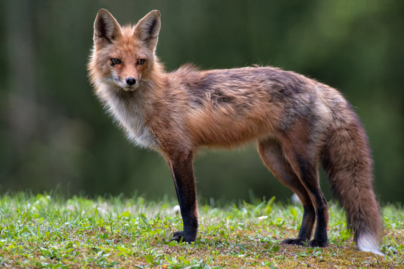 Male red fox. I had the opportunity to observe and photograph this male fox this past spring as it cared for 8 kits. Beautiful animal and a dutiful parent.