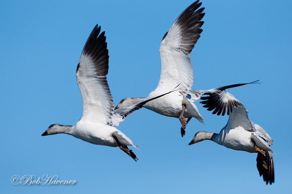 Immature Snow geese, flight