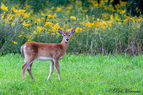 Whitetail fawn, losing its spots