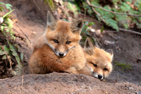 Red Fox Kits