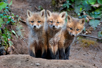 Red Fox kits