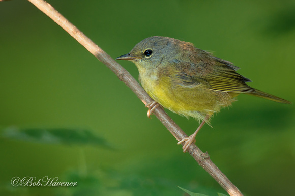 Mourning Warbler-immature
