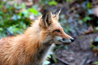 Momma Red Fox
