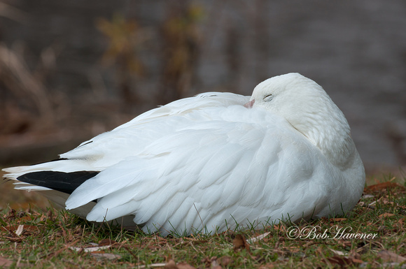 Snow goose, napping