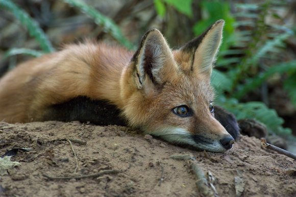 16 week old red fox kit