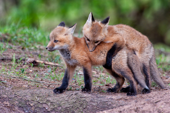 10 week old red fox kits. Their play is all about dominating their siblings.