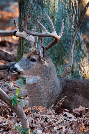 Bedded Whitetail Buck