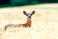 Whitetail in Grainfield