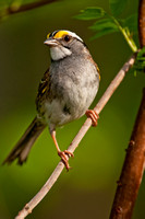 White throated sparrow