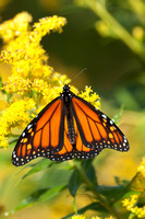 Monarch butterfly on goldenrod,vertical