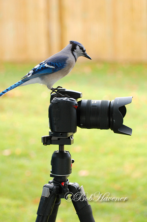Photogenic Blue Jay