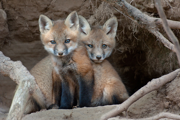 9 week old red fox kits