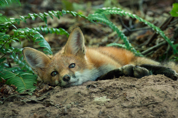 16 week old red fox kit, trying to beat the heat.