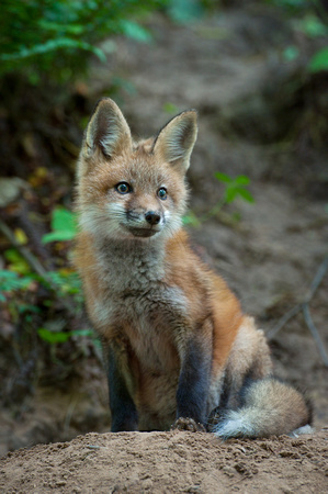 13 week old red fox kit, I called this kit Smiley...